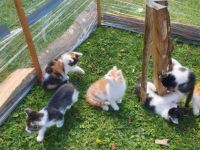 Die beiden Jungs sind rot weiß gestreift. Die Mädchen