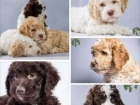 Wir haben Welpen! Unserere Hunde wachsen mit Kindern