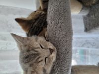 Unsere reinrassige katze hat ab dem 29.03.2022kleine