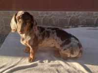 Verspielter dackel harlequin braun mädchen suchen ein