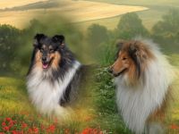 Ich erwarte Anfang August einen wunderschönen Wurf