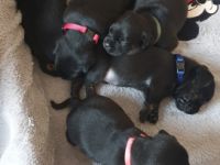 Die Mutter ist ein Dackel-Jack Russell und der Vater