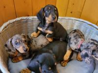 Hallo Leute. Wir suchen für unsere kleinen Bebyhunde