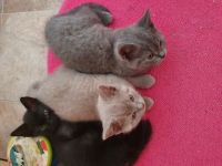 Wunderschöne,typvolle bkh katzenbabys suchen ein neues