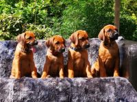 Auslesezucht Championats-Verpaarung Am 18.05.2022 sind