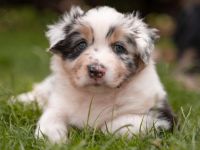 Unsere Cathy hat am 22.05.22 8 wundervolle Welpen zur