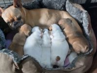 Unsere Hündin Abigail Western Bullys Nipkendey (Abby)