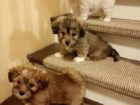 Unsere drei kleinen Racker können ab dem 6.07.2022