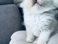 Liebe Ragdoll Fans, unsere 6 bildhübsche Ragdoll Kitten