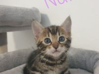 **Hurra Hurra Unsere Babys sind da*** Unsere