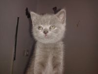 Britisch Kurzhaar, Kitten