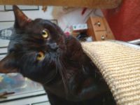 Britisch Kurzhaar, Kitten