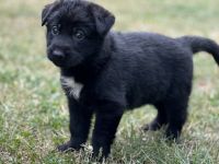 Wir haben ab1.08.2022 sehr schöne kräftige