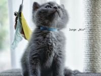 Unsere wunderschöne Katze Kali hat am 16.04.2022 fünf