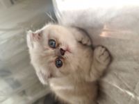 Unsere süße BKH Mama hat am 14.04.2022 2 wunderschöne