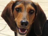 Maya 5 (weiblicher Mischling)