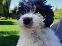 Es warten Jungs auf neue Familien. Die Welpen wachsen