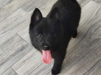 Schipperke Welpen aus italienischer FCI Zucht Bricciba