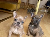 Bildhübsche Frenchie Welpen Wir sind am 02. Juni auf