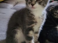 Hallo ich suche für meine 3 kitten ein schönes neues