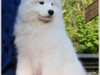 Samojede - Welpen - geboren am 06. Juni 2025 - FCI Papiere