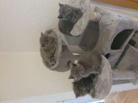 Unsere Katze hat am 08.05.2022 vier wunderschöne