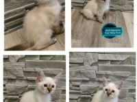 Wunderschöne Reinrassige Heilige Birma Kitten suchen