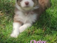 Unsere Red Merle Hündin hat am 09/10.06.2022 9 knuffig