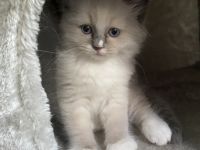 Unsere schöne und feine Katzendame hat am 15.05.2022 5