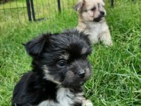 Unsere Rasselbande hat am 19.05. Das Licht der Welt