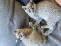 Hallo zusammen. Leider müssen wir uns schweren Herzens