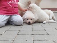 Hallo liebe Hundefreunde, Unsere Akita Inu Hündin hat