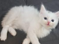 Ab Mitte August haben wir diese vier süßen Norwegische