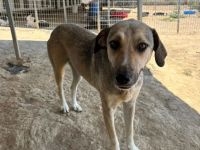 Name: Murphy Geschlecht: männlich/kastriert Alter: geb.ca. Januar