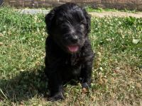 Bergamasker Hirtenhund, Welpen