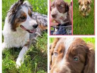 Wir haben 12 wunderschöne Welpen, die ein liebevolles