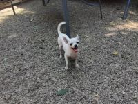 Chihuahua reinrassigen verkaufe junge und mädchen Vom