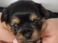 Unsere Liebe Yorkie-Malteserhündin hat 3 wunderschöne