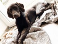 Hermine, Labrador/ Magyar Viszla Mix in liebevolle