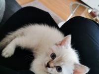 Hallo, unsere Thaikatze (ursprüngliche Variante von