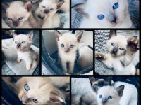 Miau Ich bin die süße Lotta und habe am 05.06.22 meine