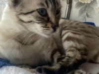 Liebe Katzenliebhaber, leider müssen wir unsere