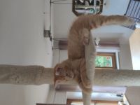Maine Coon Katerchen (ohne Abstammungsnachweis)