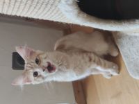 Maine Coon Kätzchen (ohne Abstammungsnachweis)