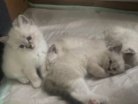 Am 20.04.2022 hat meine Katze 4 Kitten zur Welt