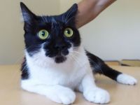 Dringender Notall!!! Daniela braucht schnell ein Zuhause!