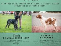 Wir bieten puppies - schwarz-weisse Rüden von unserer