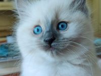 Liebhaberin bietet an: Wunderschöne Ragdoll-Kitten mit