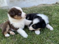 Wir haben einen wunderschönen Wurf, den wir an