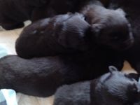 Welpen noch zur haben. Die werden geimpft und gezipt.